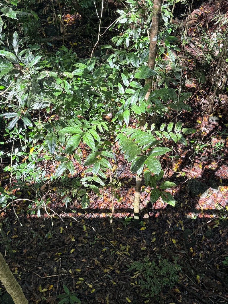Delarbrea michieana photo 6