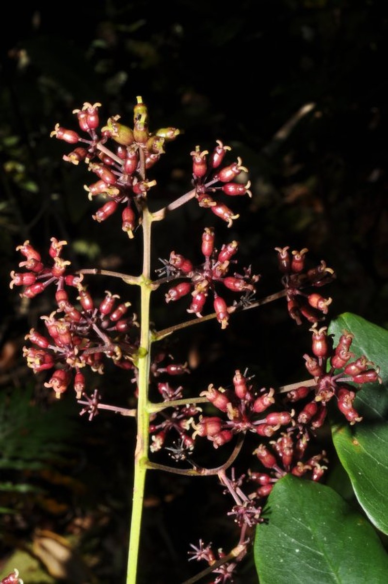 Delarbrea montana subsp. arborea