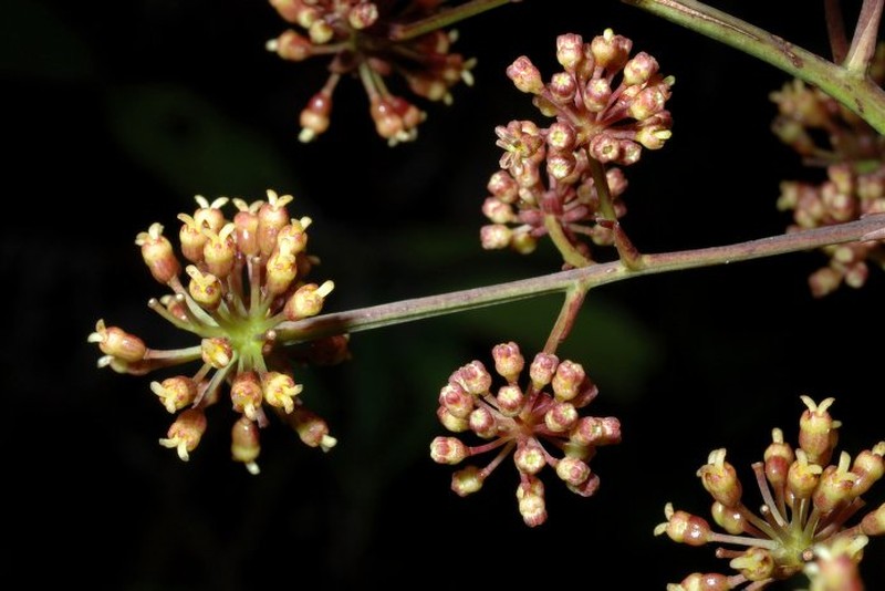 Delarbrea montana subsp. montana