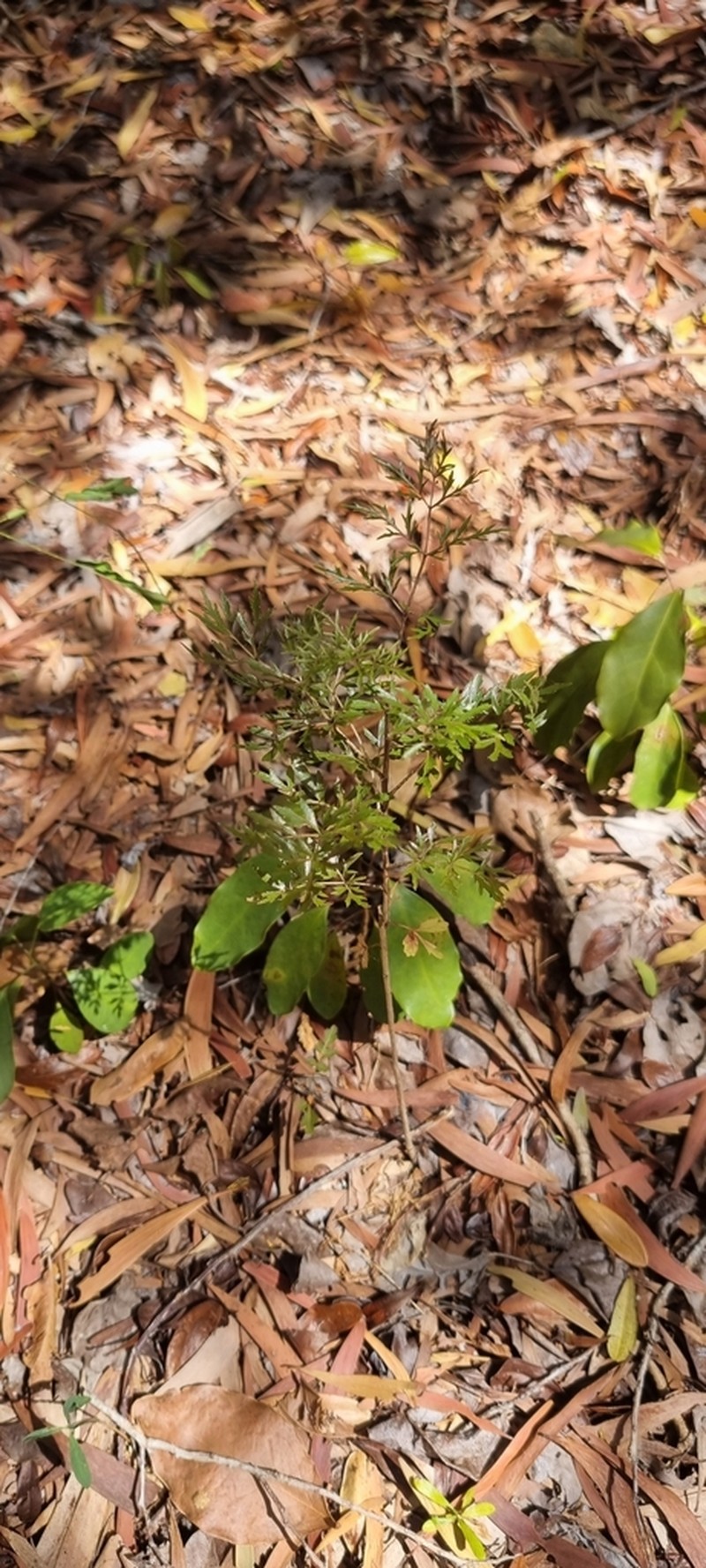 Delarbrea paradoxa