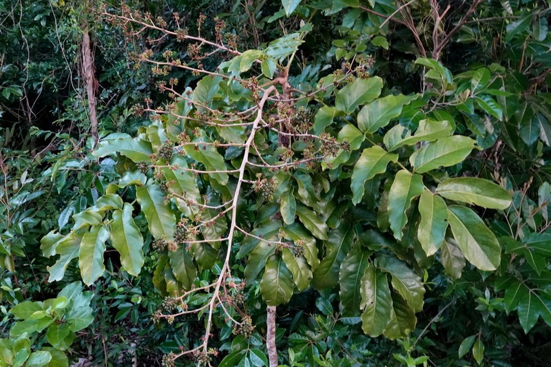 Delarbrea paradoxa photo 2