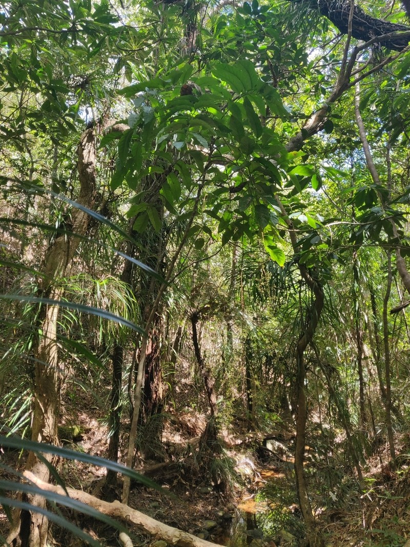 Delarbrea paradoxa photo 3