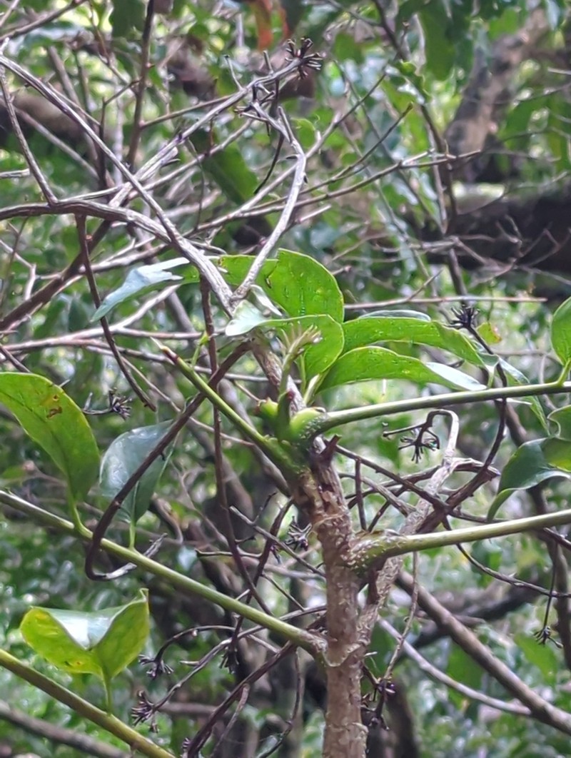 Delarbrea paradoxa photo 4
