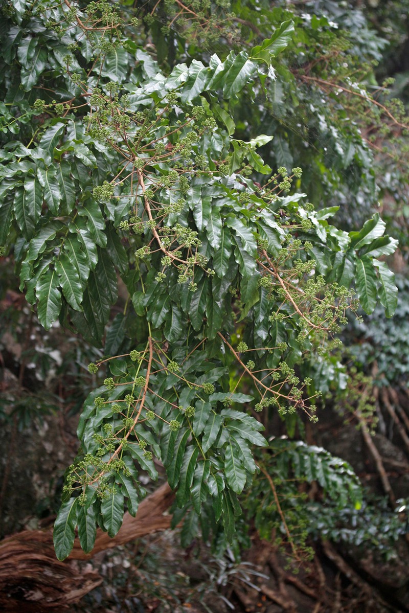 Delarbrea paradoxa photo 5