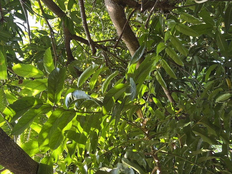 Delarbrea paradoxa photo 6