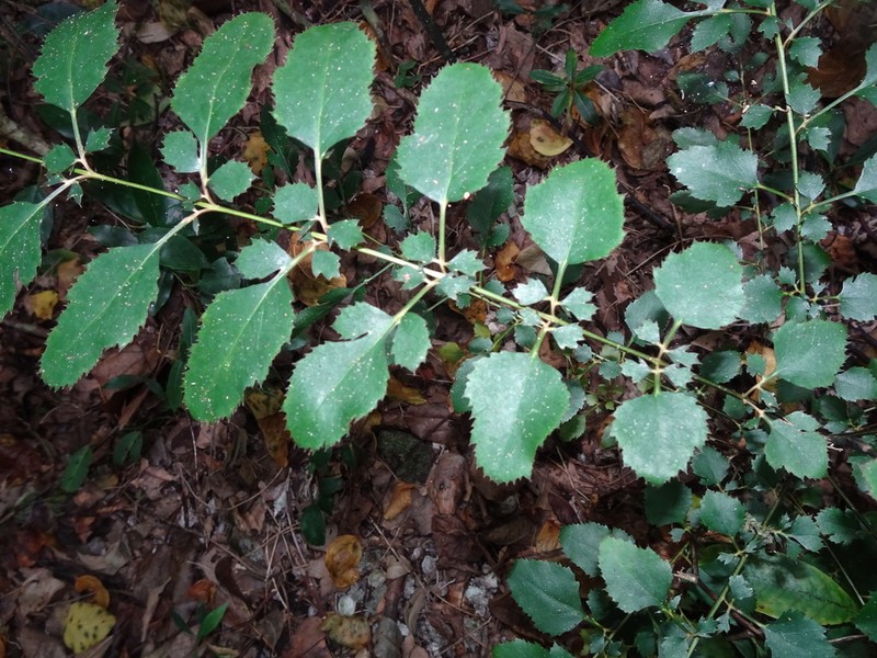 Delarbrea paradoxa photo 7