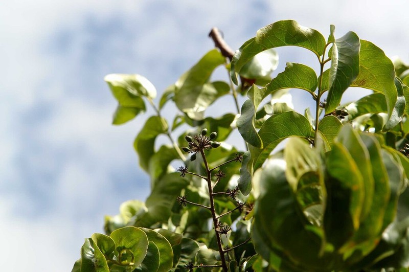 Delarbrea paradoxa photo 8