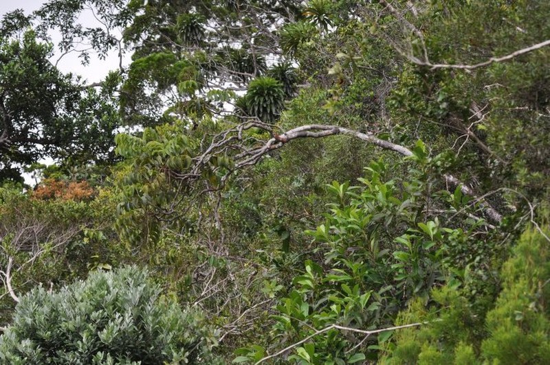 Delarbrea paradoxa subsp. depauperata
