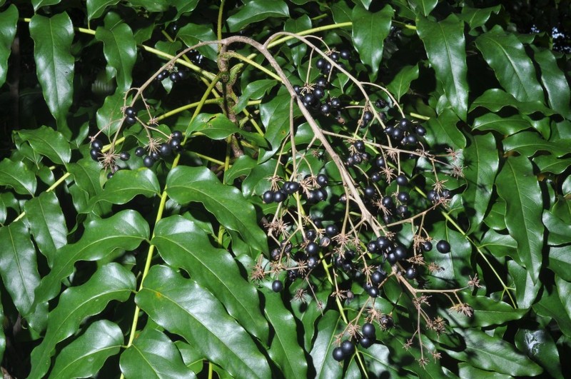 Delarbrea paradoxa subsp. paradoxa