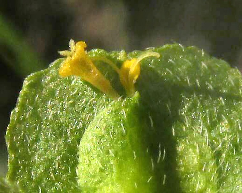Delilia biflora