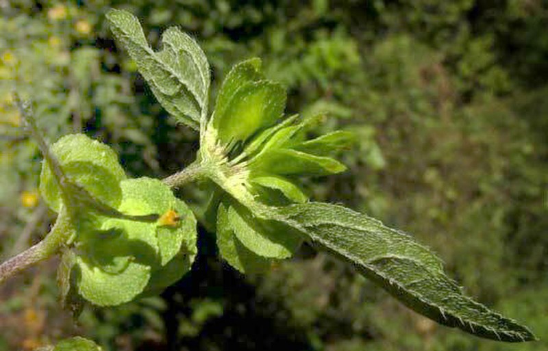 Delilia biflora photo 2