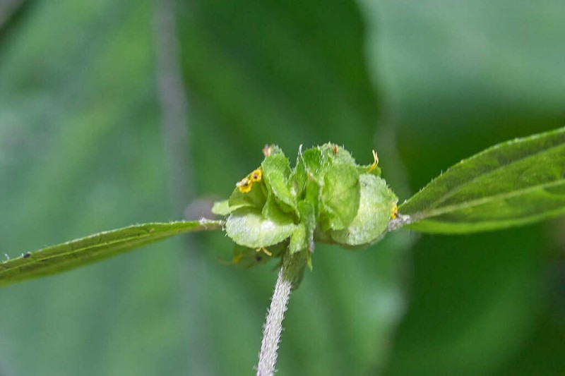 Delilia biflora photo 4