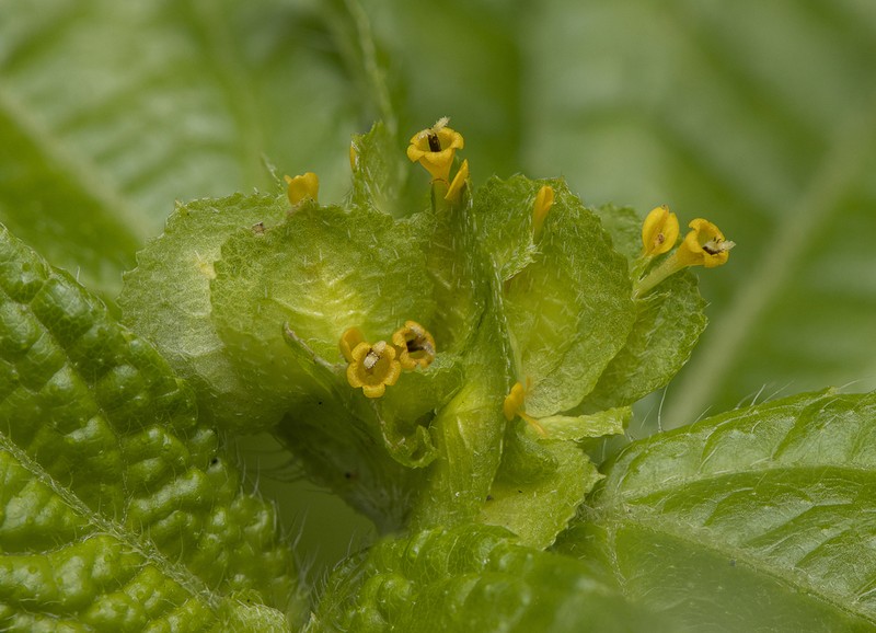 Delilia biflora photo 5