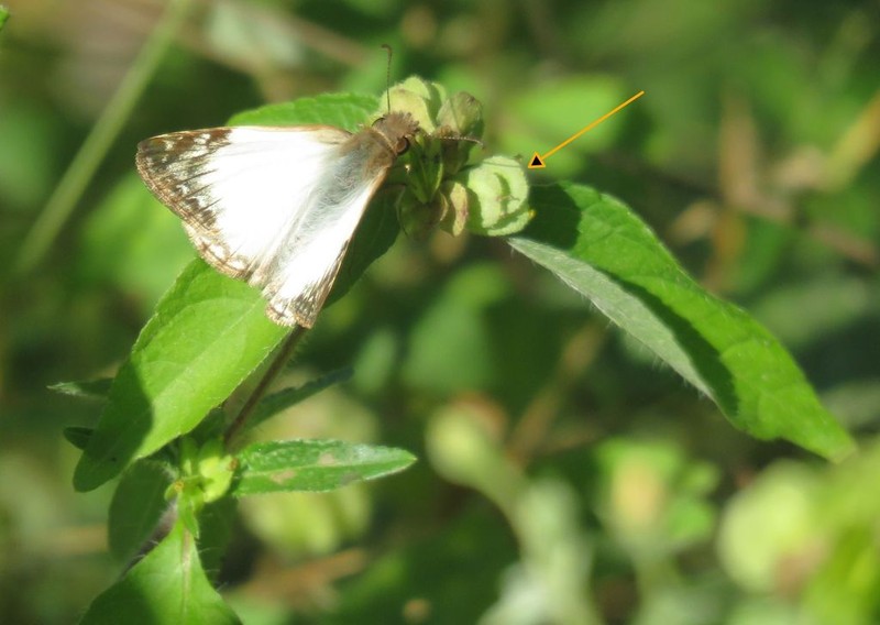 Delilia biflora photo 6
