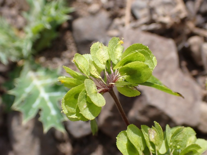 Delilia biflora photo 7