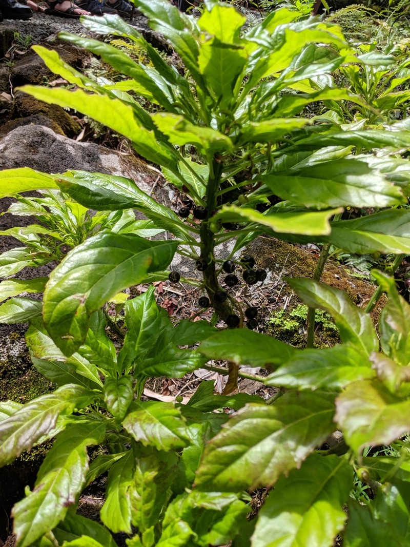 Kauai Delissea photo 2