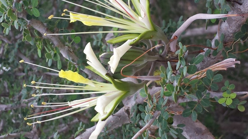 Delonix edulis