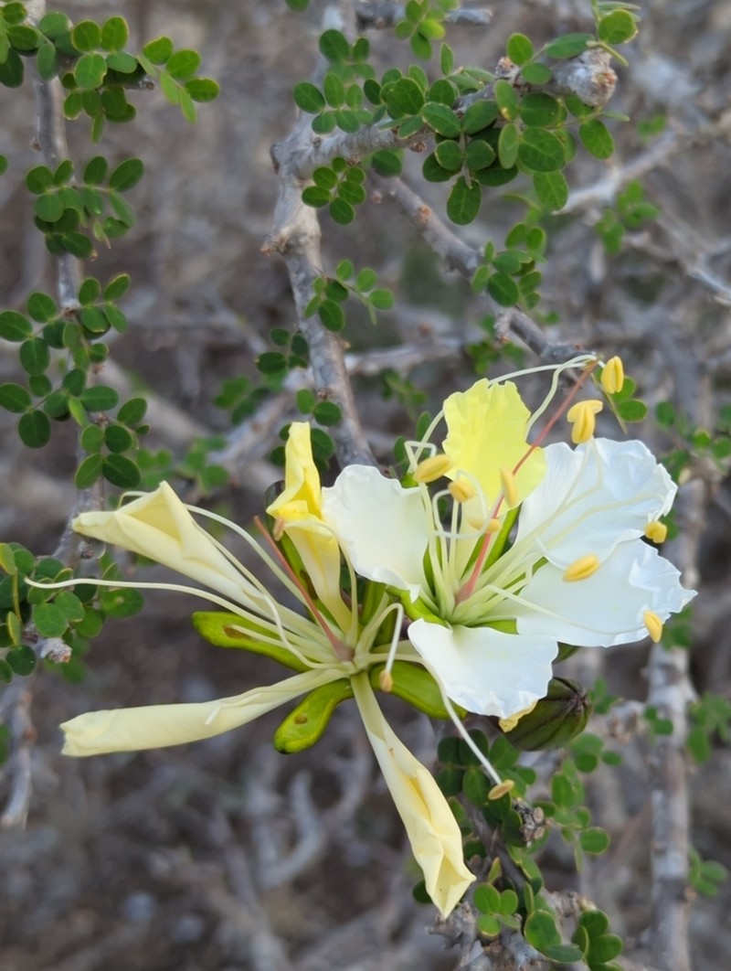 Delonix edulis photo 2