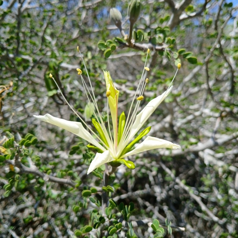 Delonix edulis photo 3