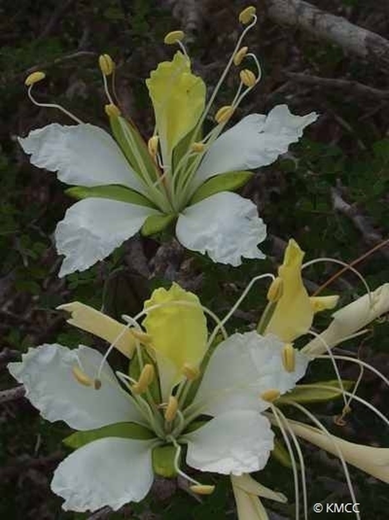 Delonix edulis photo 4