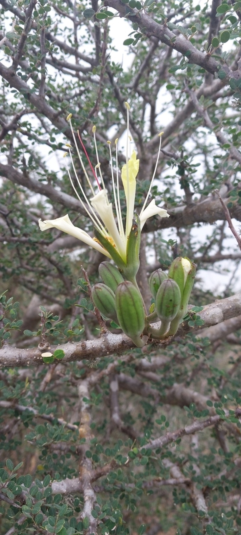 Delonix edulis photo 5