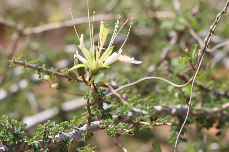 Delonix edulis photo 6
