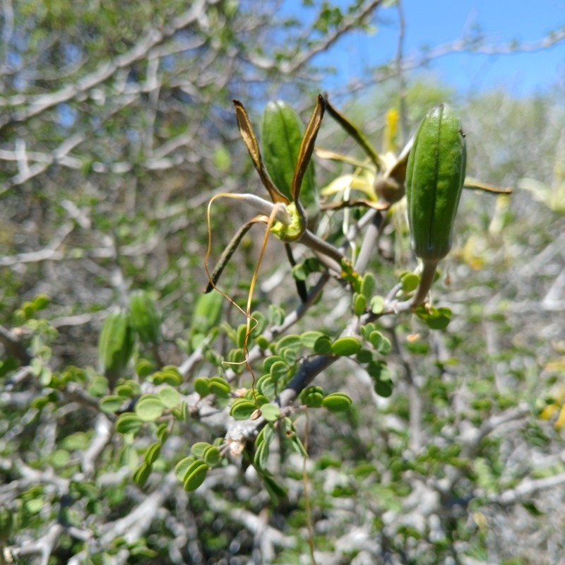 Delonix edulis photo 7