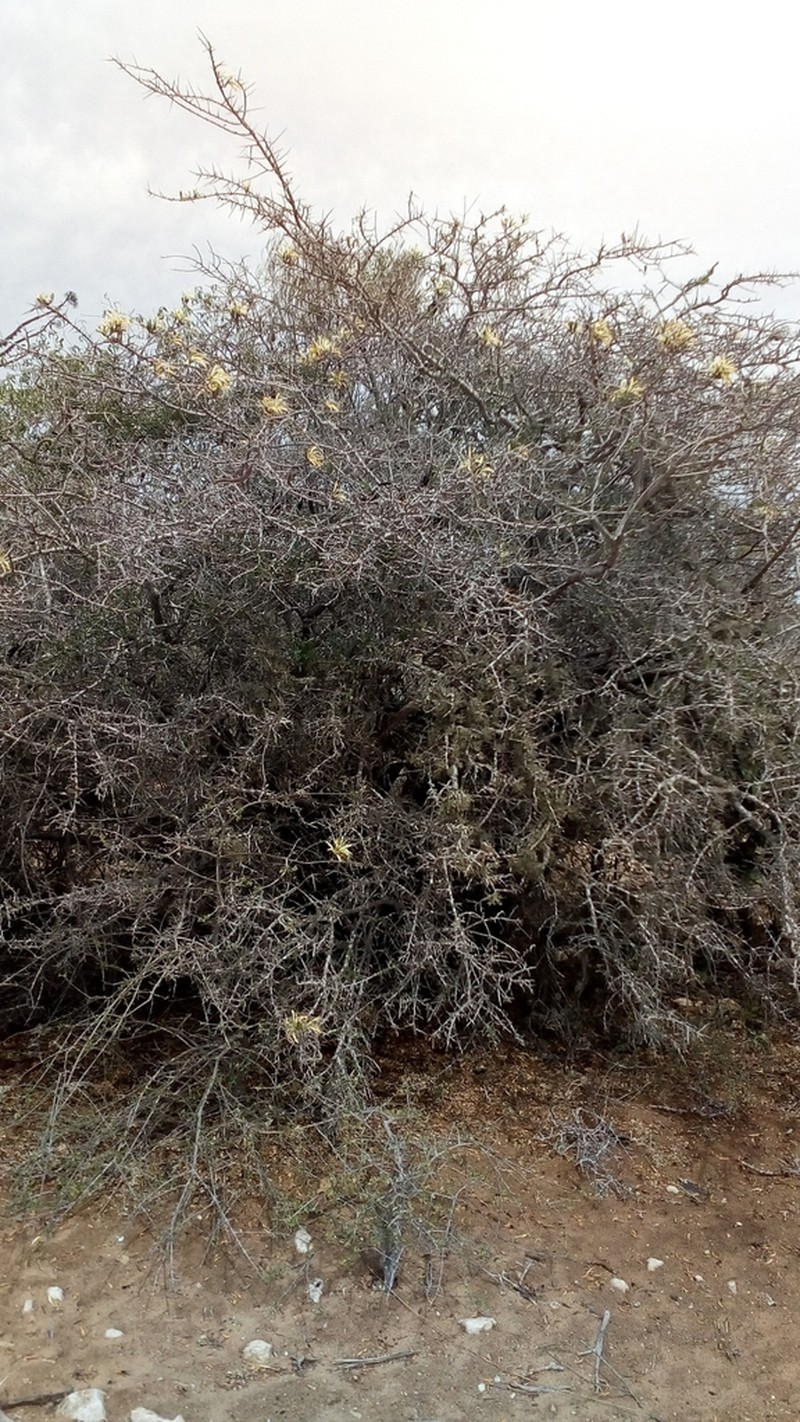 Delonix edulis photo 8