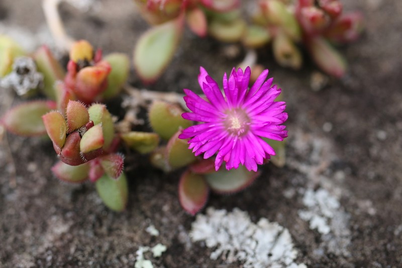 Delosperma abbottii