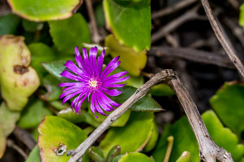 Delosperma abbottii photo 2