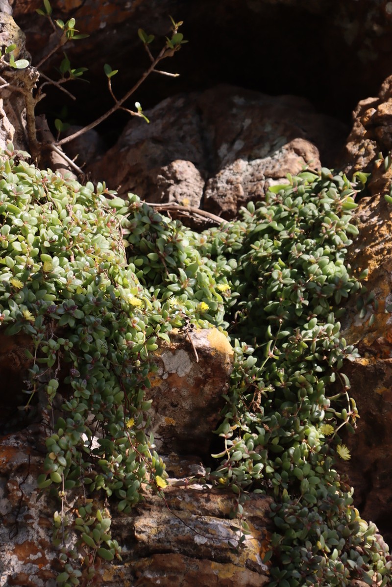 Delosperma abbottii photo 3