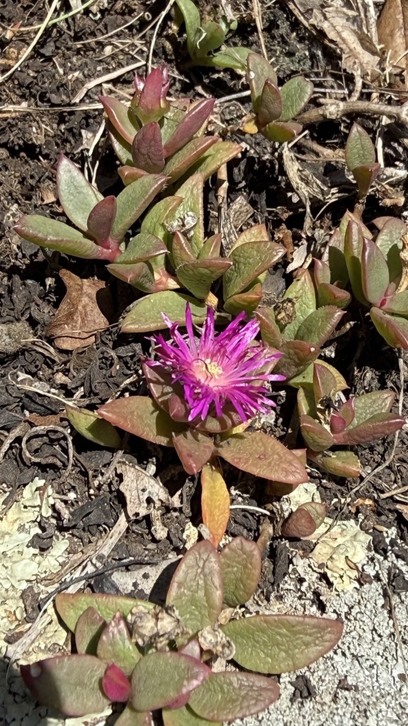 Delosperma abbottii photo 4