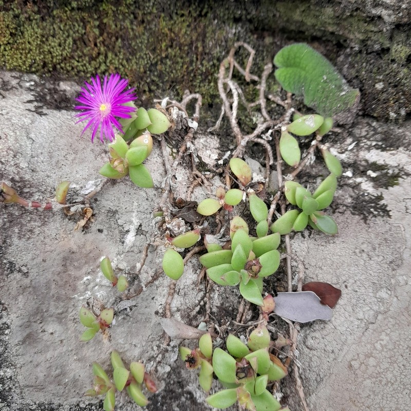 Delosperma abbottii photo 5