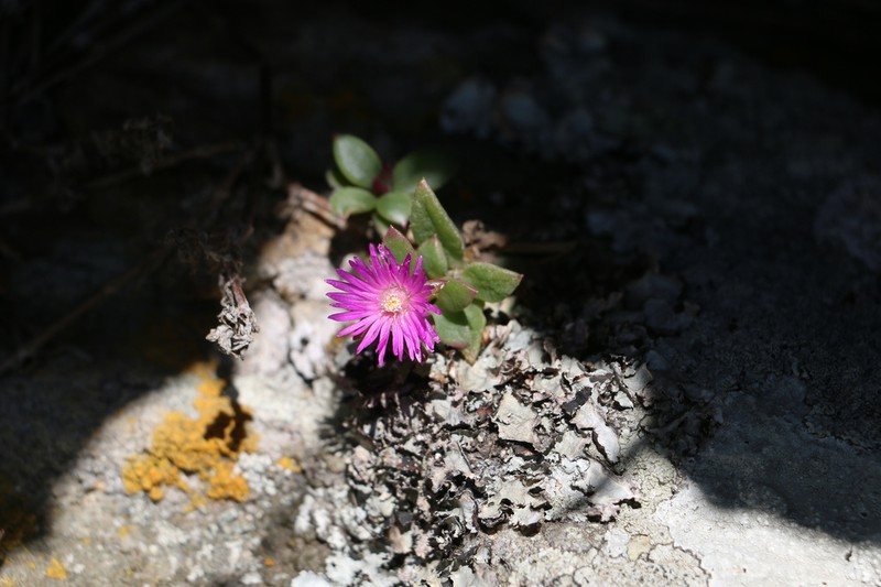 Delosperma abbottii photo 6