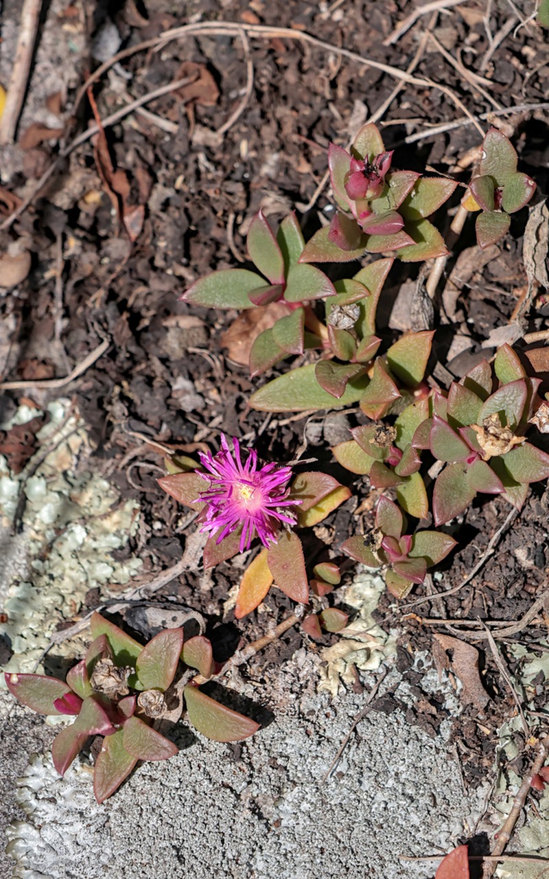 Delosperma abbottii photo 7