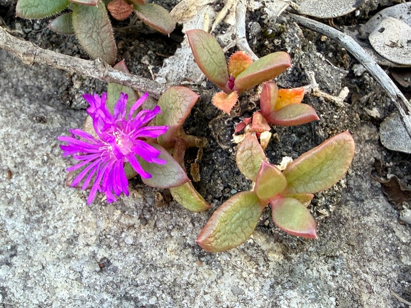 Delosperma abbottii photo 8