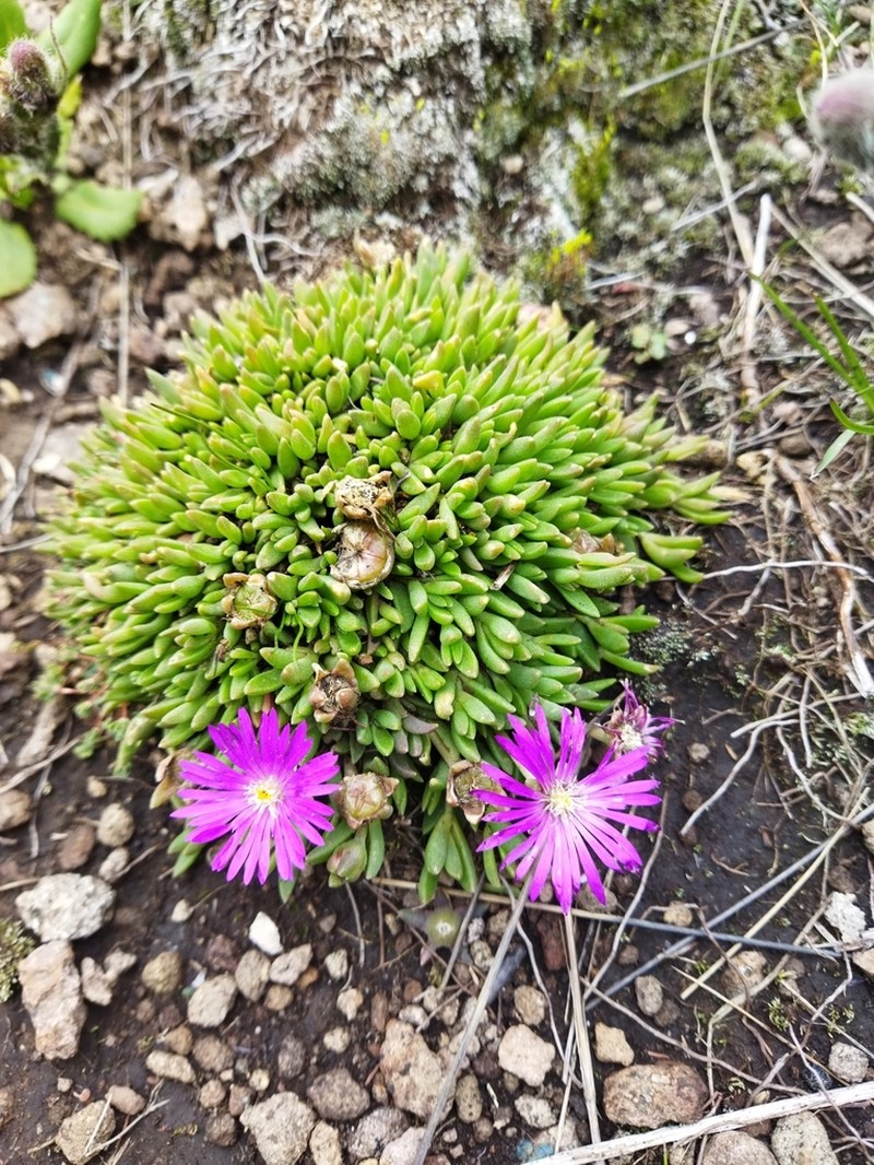 Delosperma adamantinum