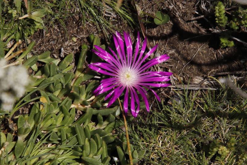 Delosperma adamantinum photo 2