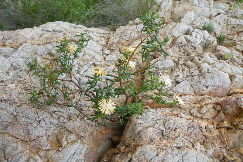 Delosperma badspoortense