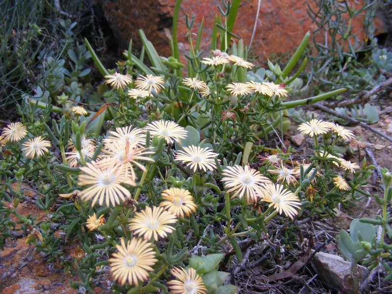 Delosperma badspoortense photo 2