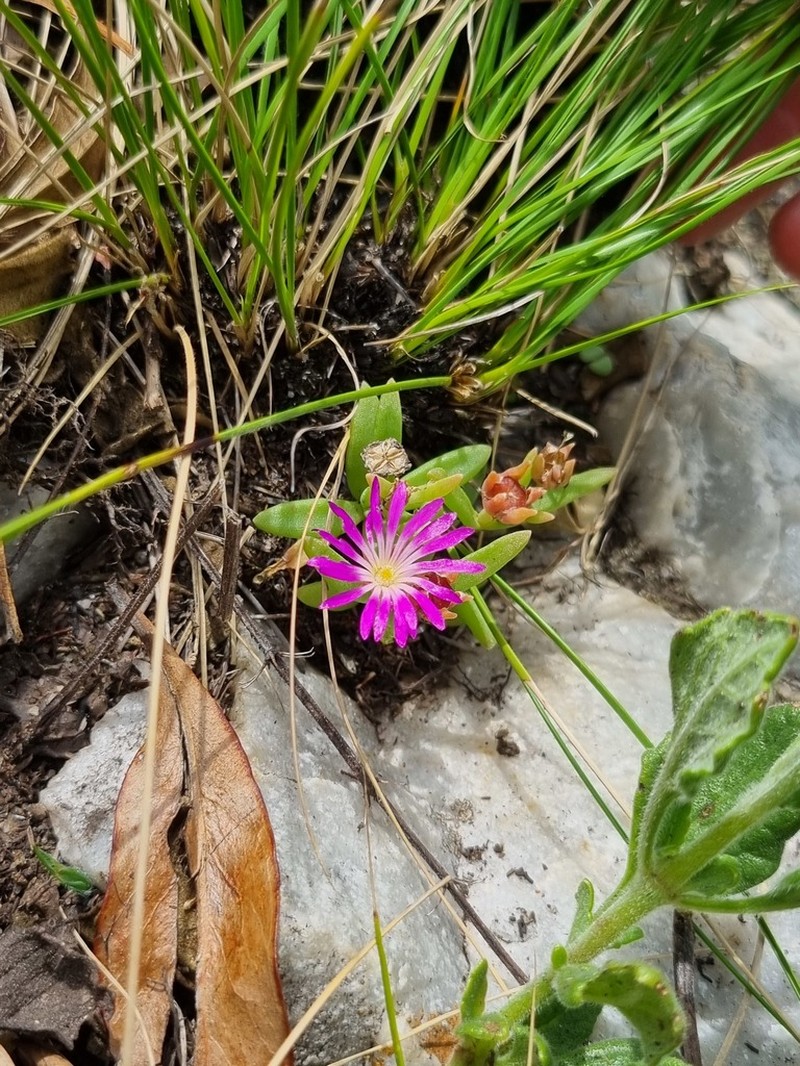 Delosperma buysii