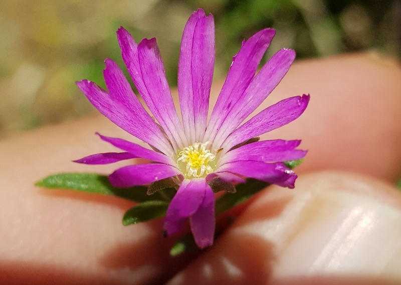 Delosperma buysii photo 2