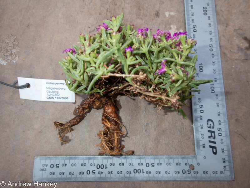 Delosperma buysii photo 3