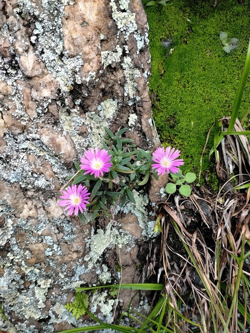 Delosperma buysii photo 4