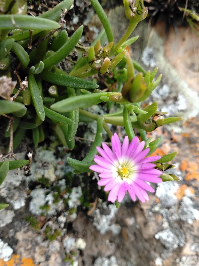 Delosperma buysii photo 5