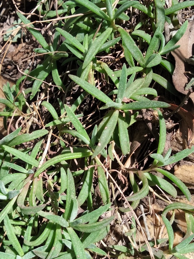 Delosperma buysii photo 6