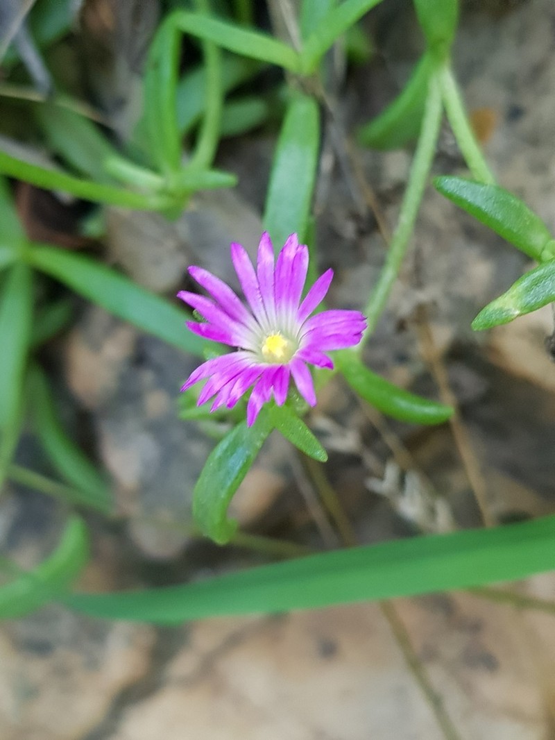 Delosperma buysii photo 7