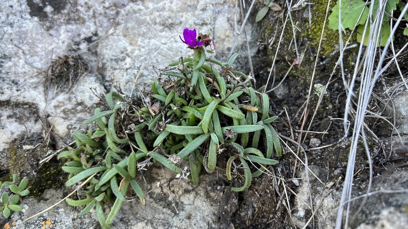 Delosperma buysii photo 8