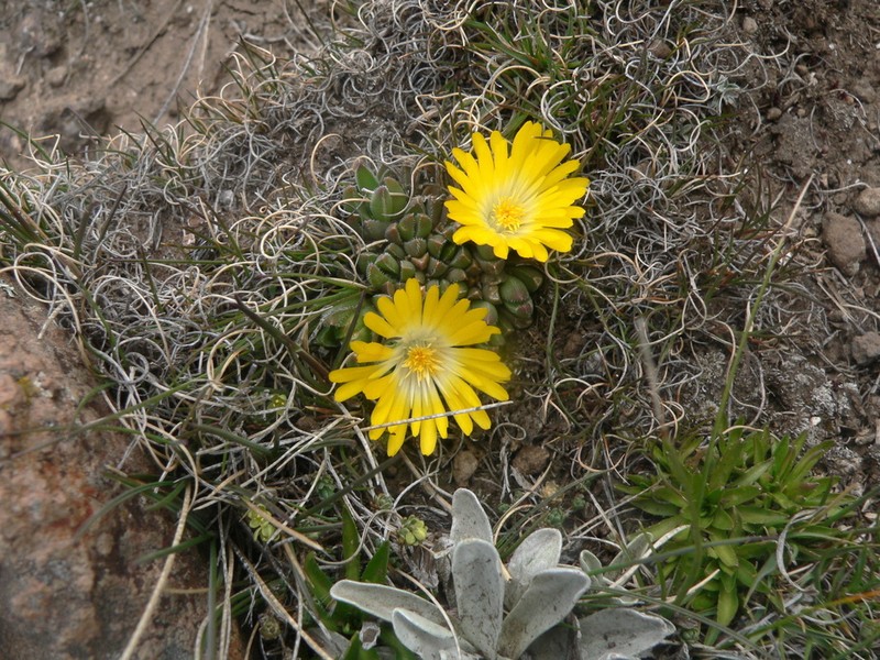 Delosperma frantiskae-niederlovae