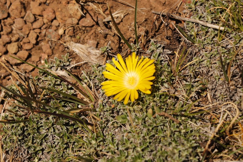 Delosperma frantiskae-niederlovae photo 2